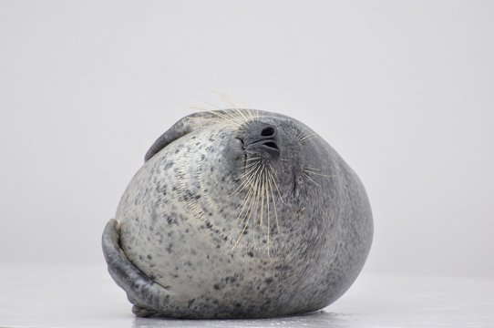 赤ちゃんアザラシの昼寝