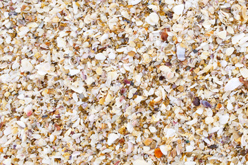 shells