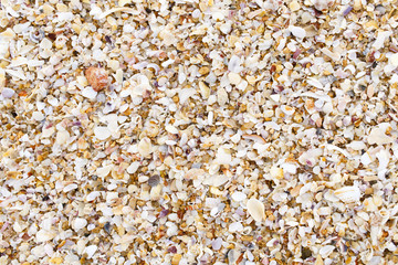 shells