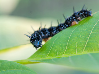 caterpillars