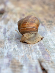 edible snail