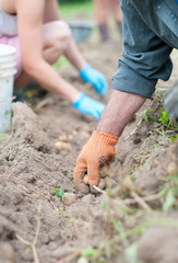 harvesting potatoes