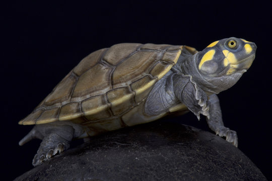 yellow-spotted river turtle,Podocnemis unifilis, Brazil