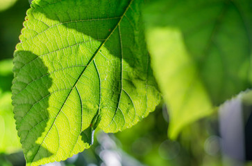 Green leaves  sun light background