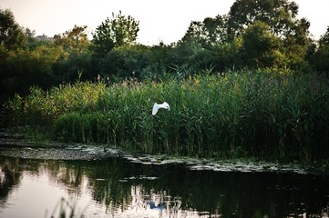 Stork in flight over the pond at beautiful evening sunset