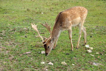 daniel skubie trawę
