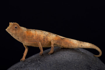 Antahkarana pygmy chameleon, Brookesia antahkarana, Madagascar