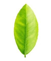 green leaf lemon isolated on a white background