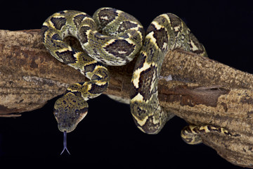 Madagascar tree boa, Sanzinia madagascariensis, Madagascar