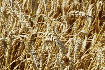 Full of golden ears of wheat mature