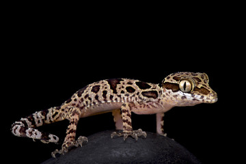 butterfly forest gecko, Cyrtodactylus papilionoides, Thailand