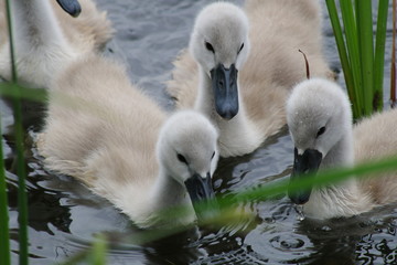 Swan chicks eats in the water near the shore.