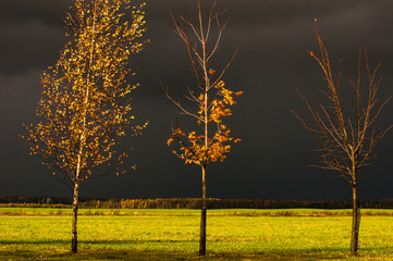 Birch and maple trees in the yellow leaves on the background of stormy clouds 