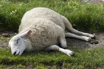 Papier Peint photo Lavable Moutons moutons dormant sur les pâturages de la Norvège