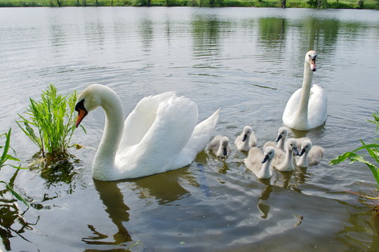 Swan and chicks swimming on the pond