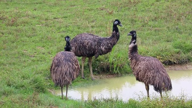 Group Of Emu Birds