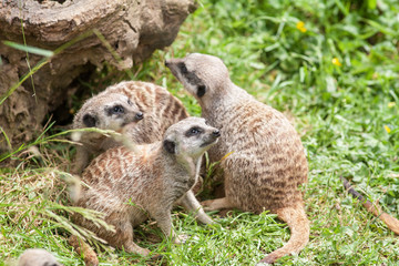 Suricates, Suricata suricatta, en famille
