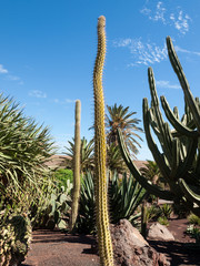 Giant Organ Pipe cactus on Fuerteventura, Canary Islands, Spain