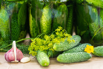 Just prepared cucumbers for pickling in jars outdoor , vegetables preserves left to ferment for a...
