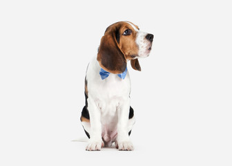 Dog. Beagle puppy portrait on a white background