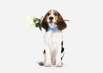 Dog. Beagle puppy portrait on a white background
