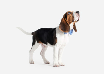 Dog. Beagle puppy portrait on a white background