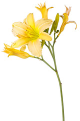 Yellow Hemerocallis, garden flower, isolated on white background