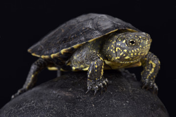 Italian pond turtle , Emys orbicularis galloitalica, Italy