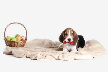 Dog. Beagle puppy portrait on a white background