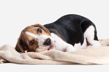 Dog. Beagle puppy portrait on a white background