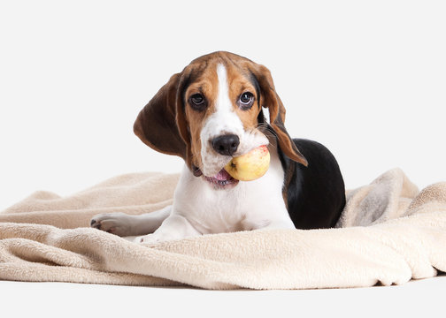 Dog. Beagle puppy portrait on a white background