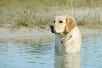 dog golden retriever standing in the lake and looking