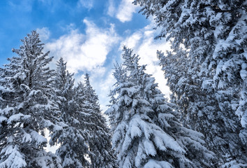 Snow covered christmas trees with blue cloudy sky, nature winter background