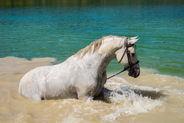 Beautiful white stallion swimming in the lake on a neutral background. Horse swims in the pond in...