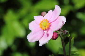 Fleur et bourgeon d'Anémone du Japon