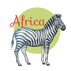 African animals zebra.