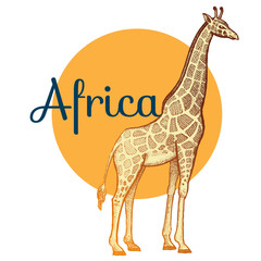 Fototapeta premium African animals giraffe.