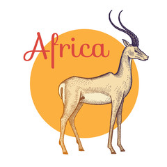 African animals antelope.