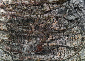 Palm bark texture nature background