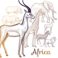 Illustration of African animals.