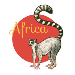 African animals Lemur.