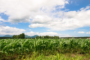 Fototapeta na wymiar とうきび畑の風景