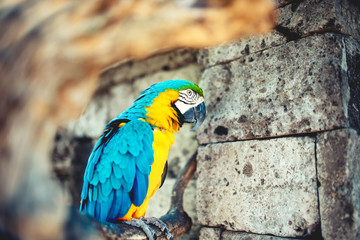 close-up portrait of wild parrot, macaw parrot in amazonian rainforest