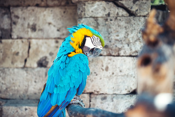 portrait of macaw parrot sitting in forest. aviary details of rainforest