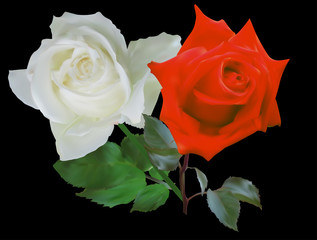 two red and white rose flowers on black