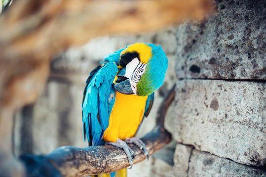 close-up of colorful blue-and-yellow macaw parrot. wilderness of indonesian rainforest