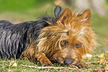 Australian Terrier playing with stick