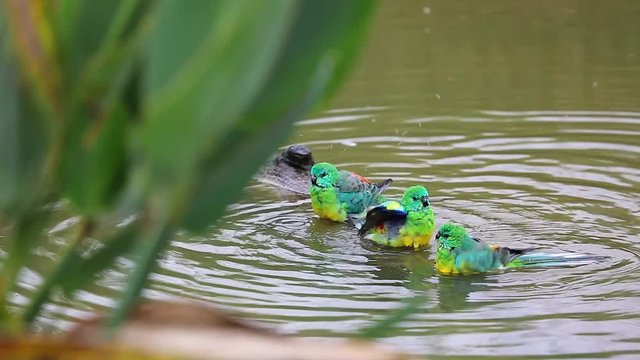 Group Of Red-Rumped Parrot
