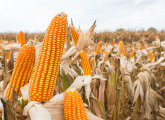 Corn in farm field being harvested