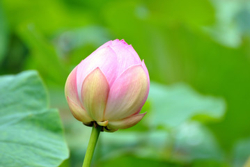 Lotus plant 